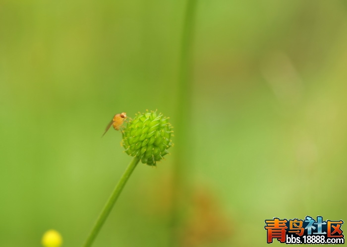 山花烂漫 080_调整大小.jpg