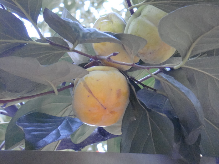 DSC01320_调整大小.JPG