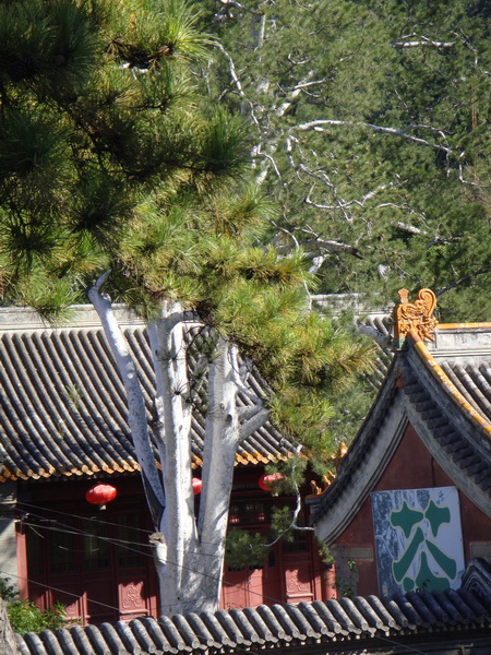 DSC01306_调整大小.JPG