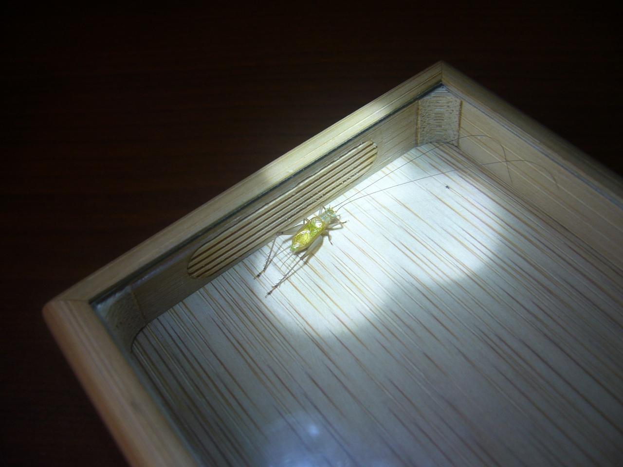 P1150289.JPG