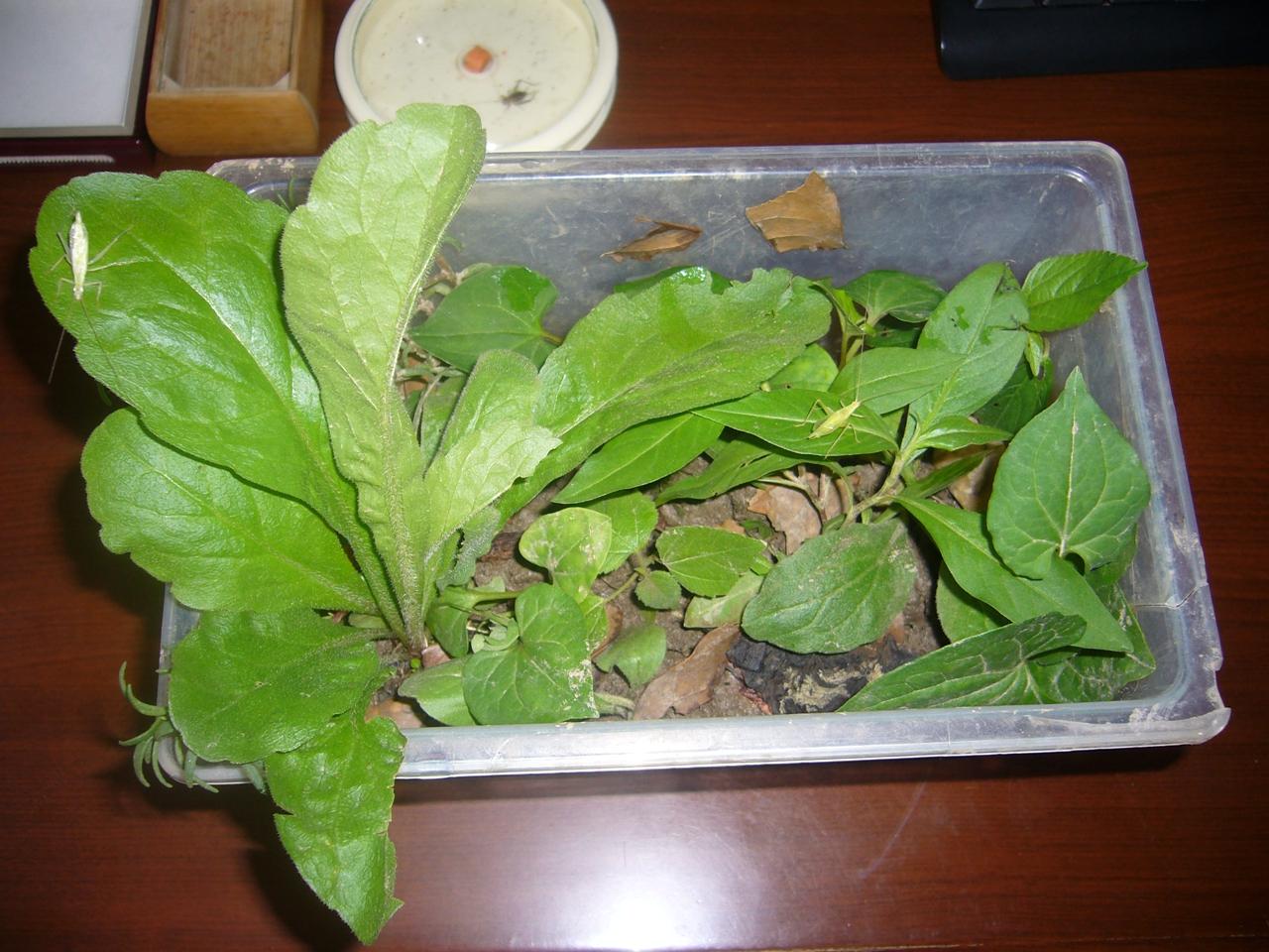 P1150257.JPG