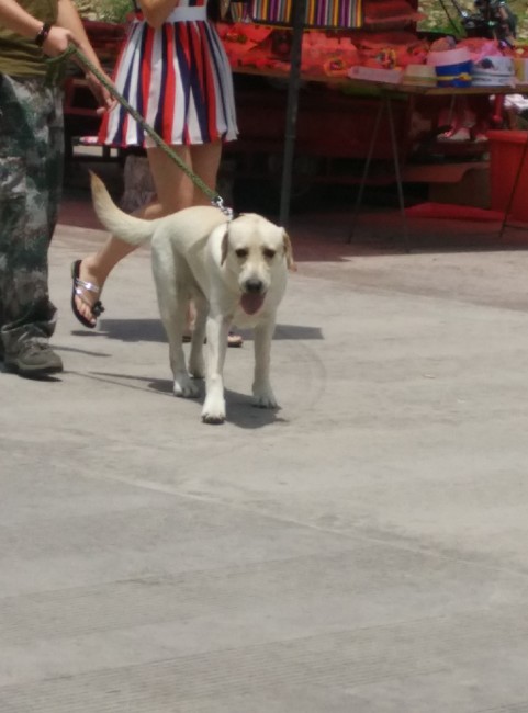 BigBull_IMG_20150726_123801.jpg