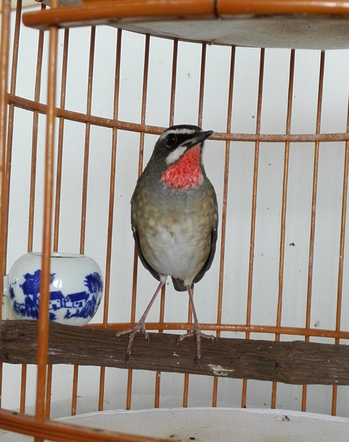 IMG_20150704_101508_2345看图王_副本.jpg