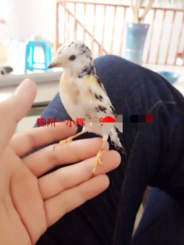 psb333333333333333.jpg
