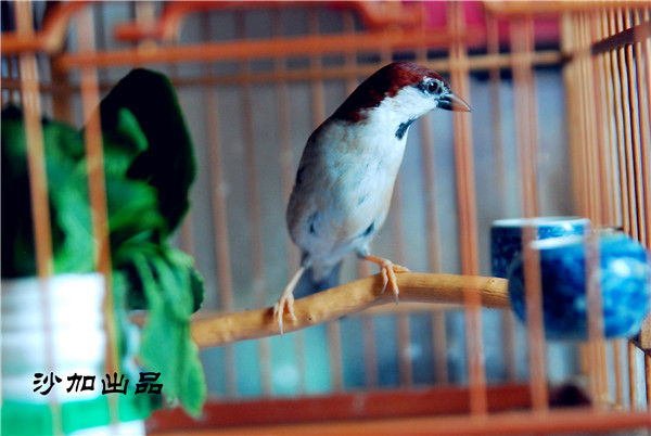 DSC_0844.JPG