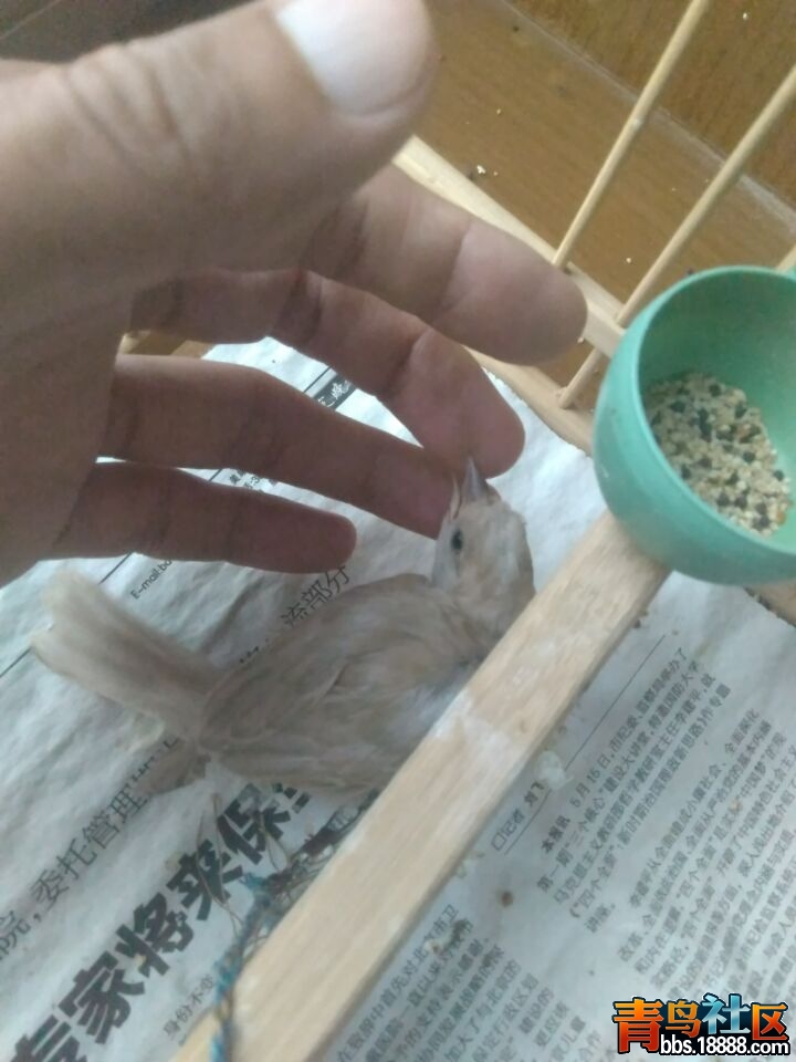 麻雀3.jpg
