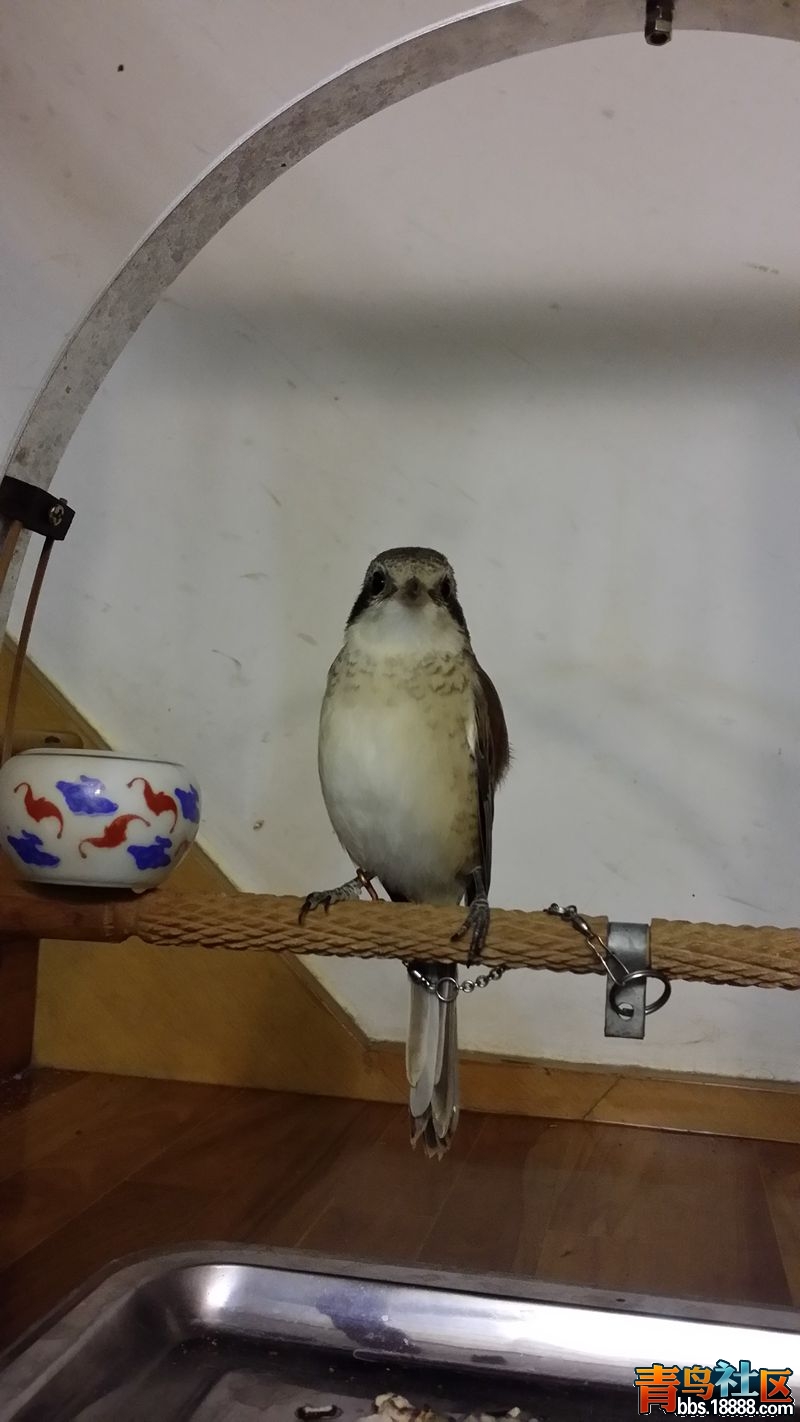 20150819_231154_副本.jpg