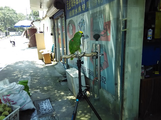 IMG_20150804_112240.jpg