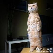 望穿秋水的猫.jpg