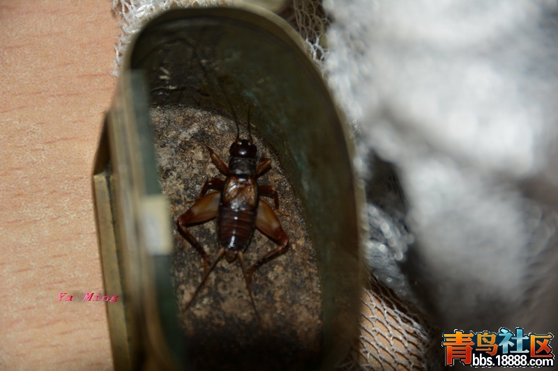 DSC_2165.jpg