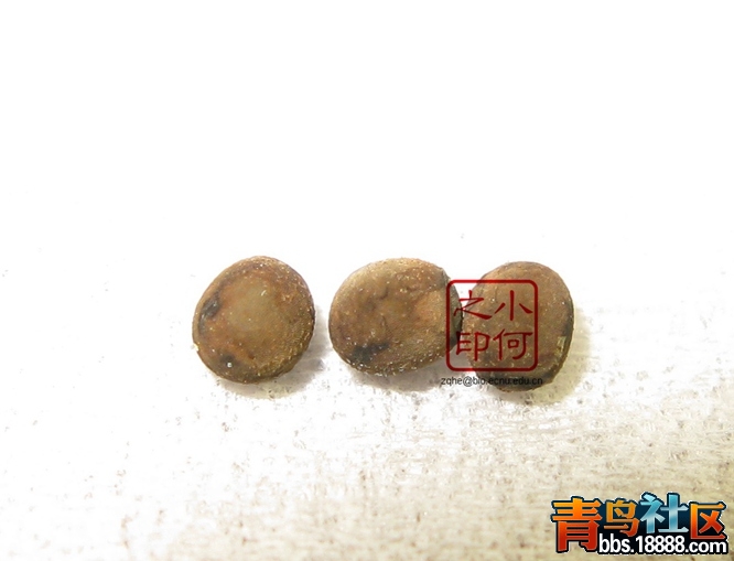 竹子16.jpg