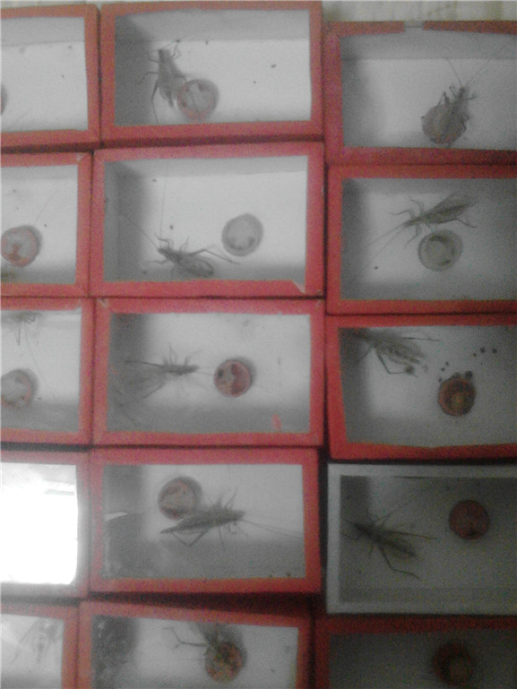 IMG20150816222431.jpg