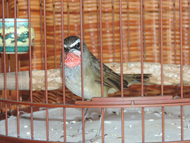DSCN4523.JPG