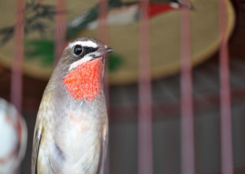 DSC_0371.JPG