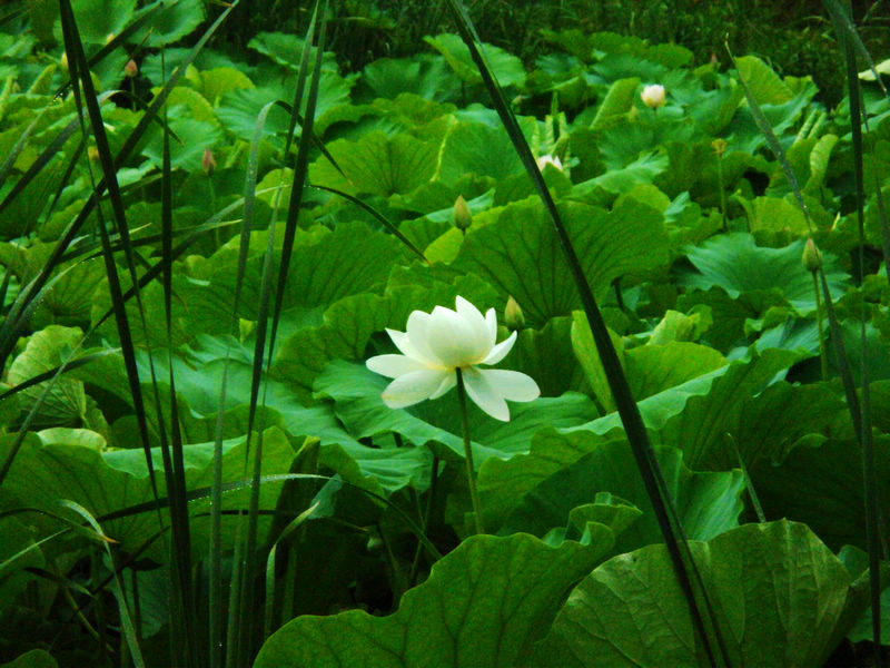 CIMG0887.JPG