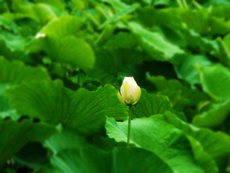 CIMG0867.JPG