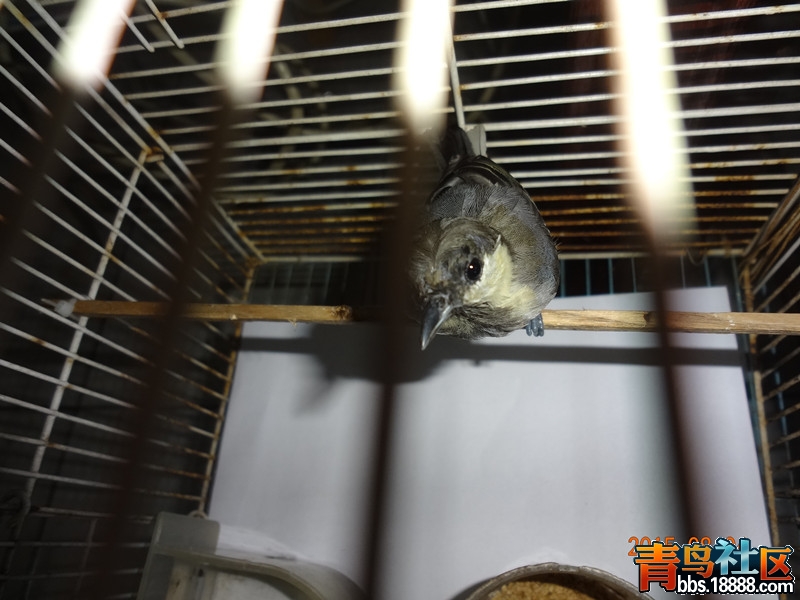 DSC02450_副本.jpg