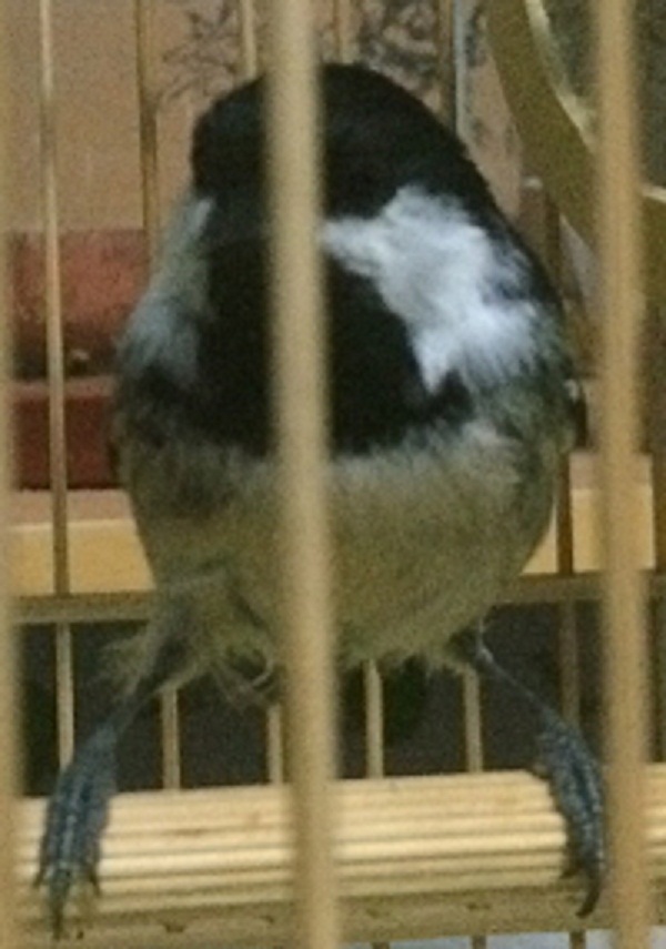 IMG_2385.JPG