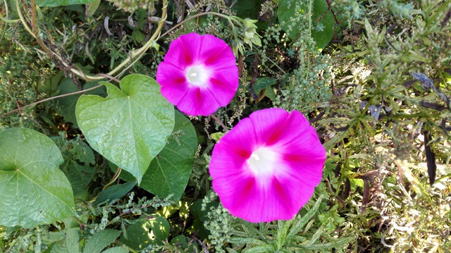 IMG_20150926_070037.jpg