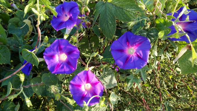 IMG_20150926_070746.jpg
