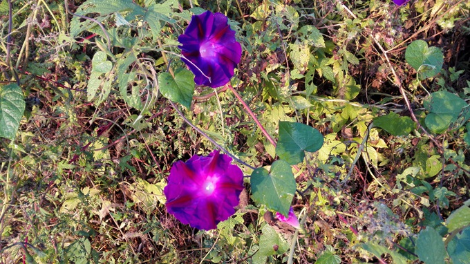 IMG_20150926_063550.jpg