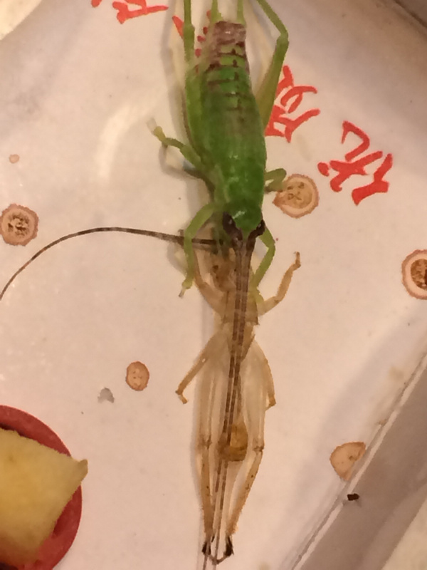 钟秧子7.jpg