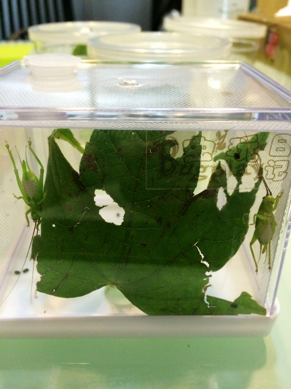 钟秧子9.jpg