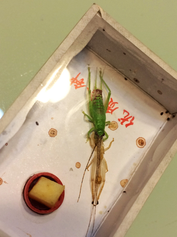 钟秧子6.jpg