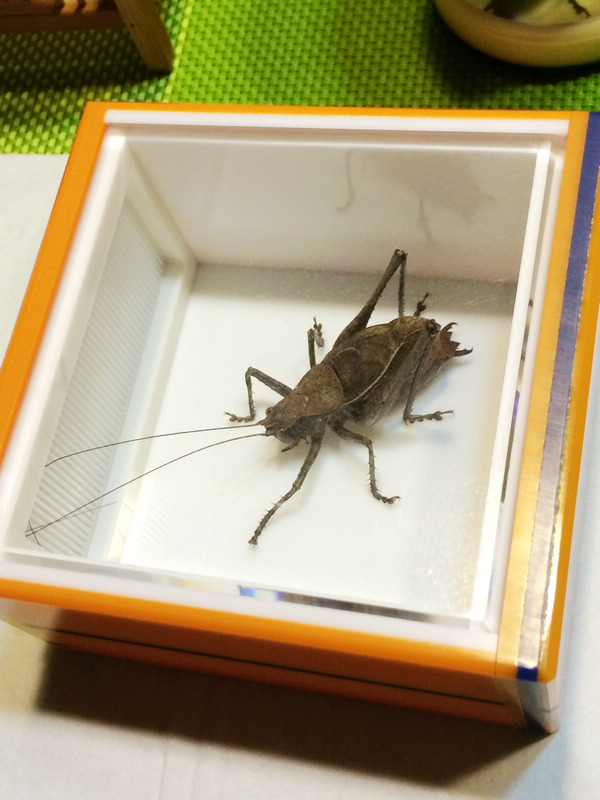 环7.jpg
