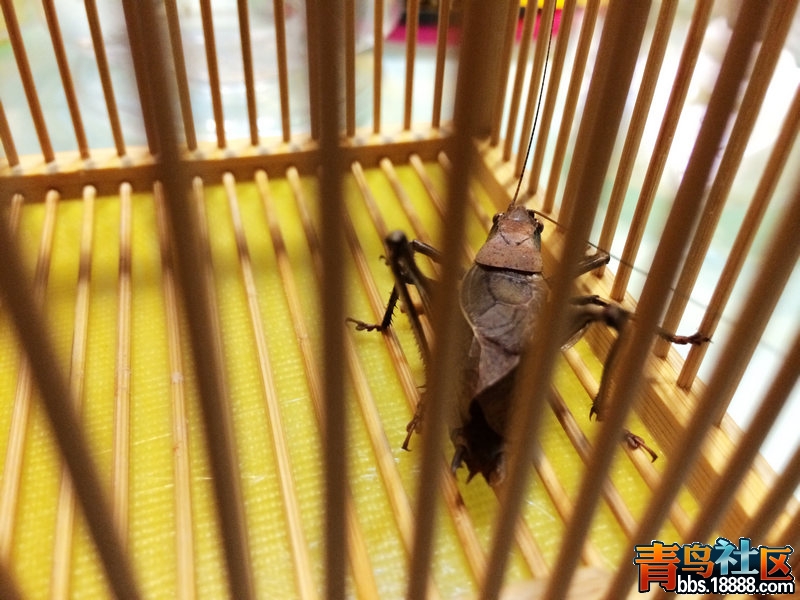 环红1.jpg