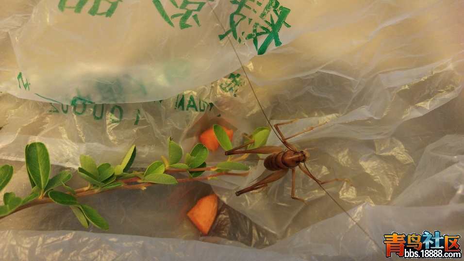 20150814_214404_调整大小.jpg