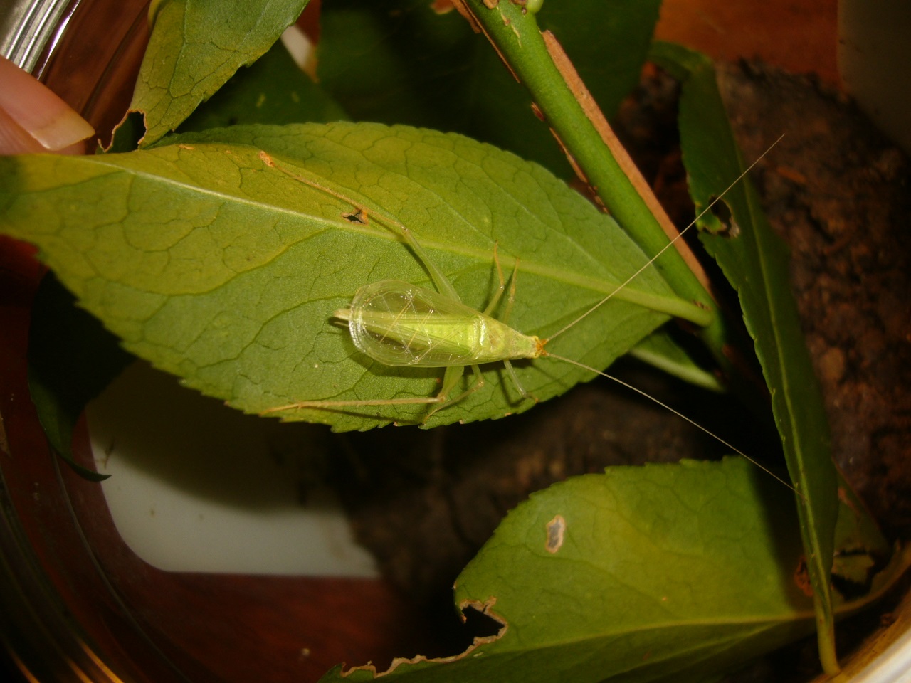P1150710副本.JPG