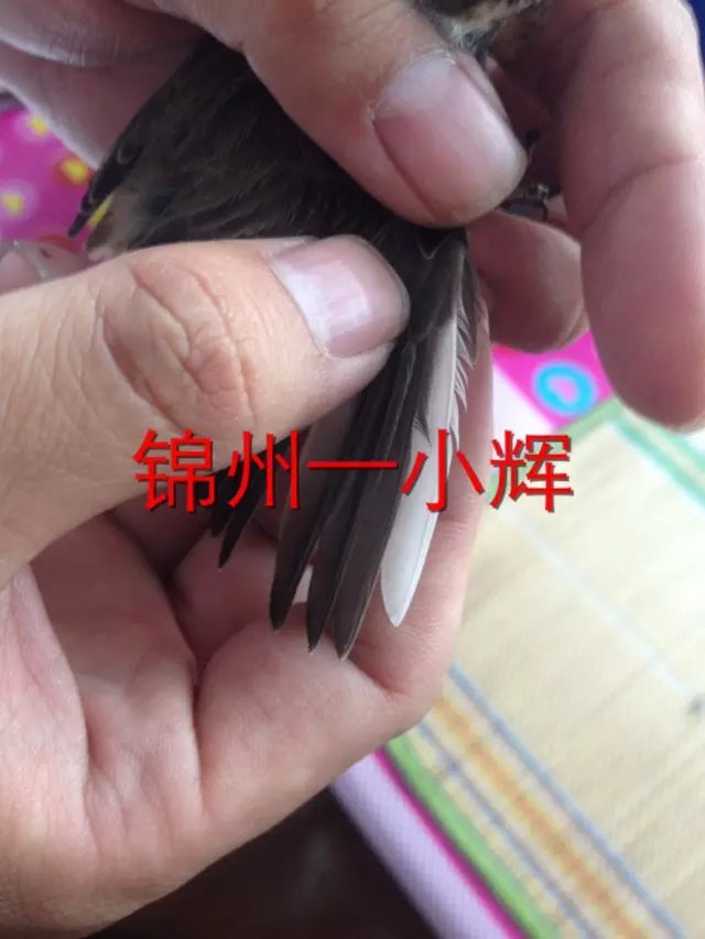 psbCAHSQ5D066666666666666666666666.jpg