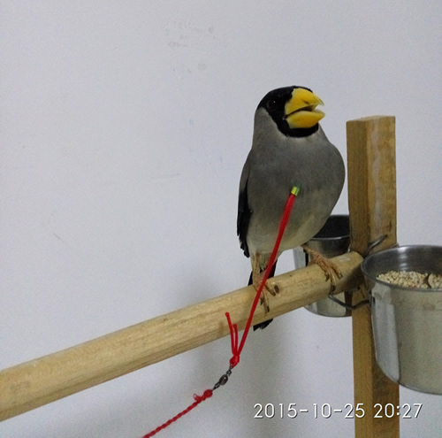 IMG_20151025_202715.jpg