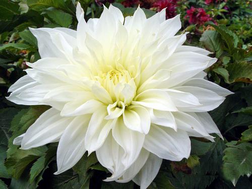 花4.JPG