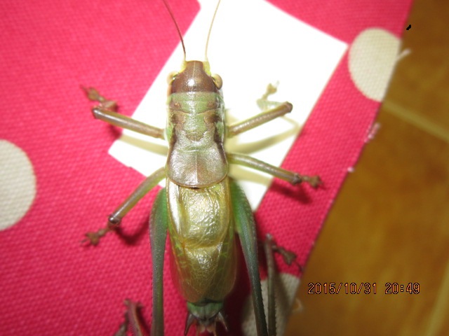 IMG_2563.JPG
