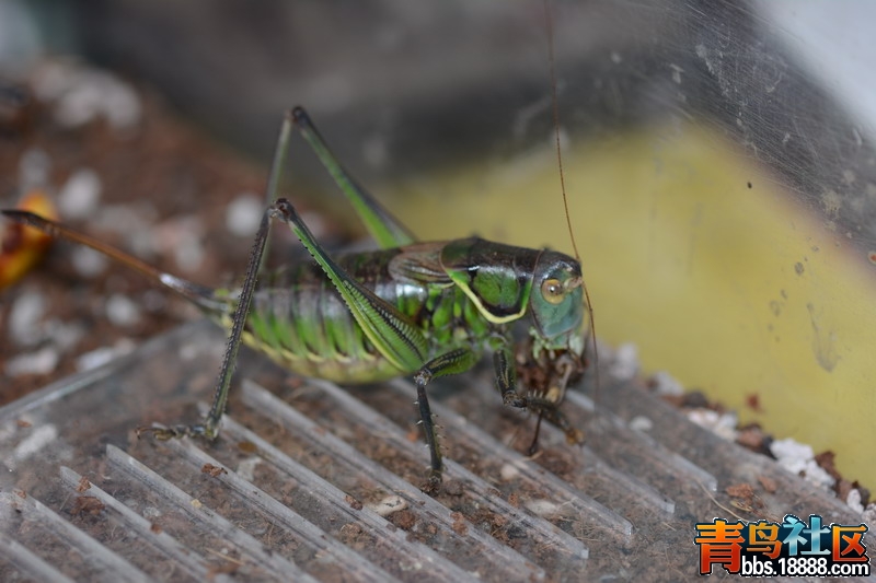 DSC_2980_缩小大小.JPG