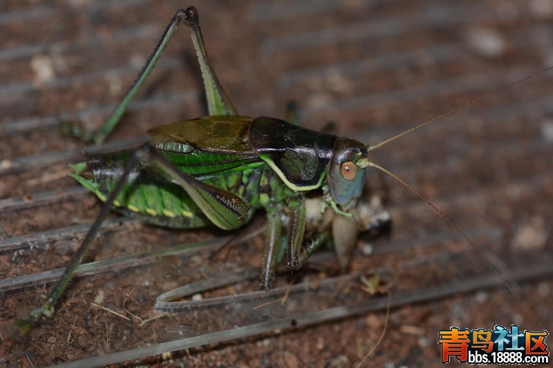 DSC_2976_缩小大小.JPG