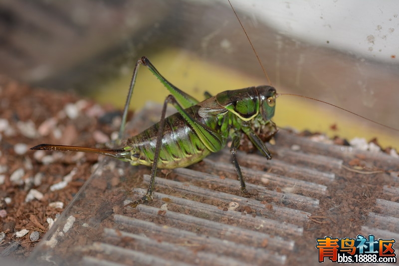 DSC_2981_缩小大小.JPG