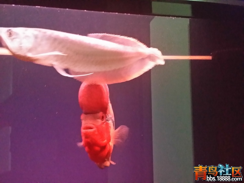 20150906_203201.jpg