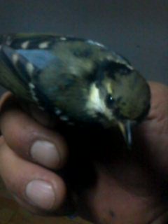 IMG0112A.jpg