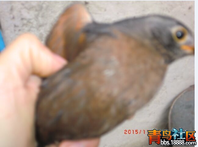 QQ图片20151109150801.jpg