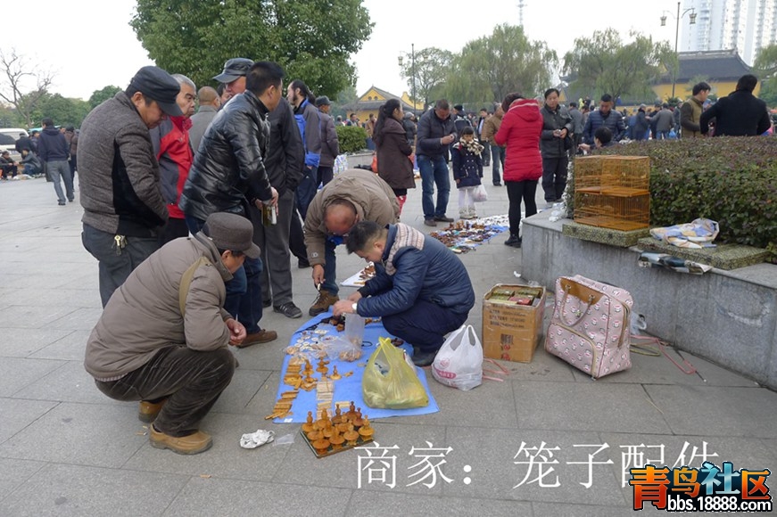 鸟会图片21.jpg