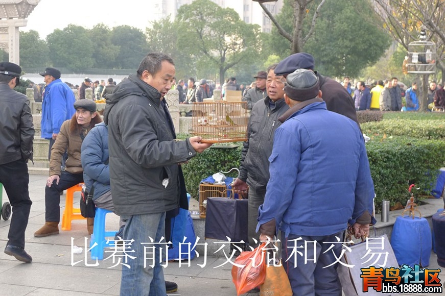 鸟会图片07.jpg