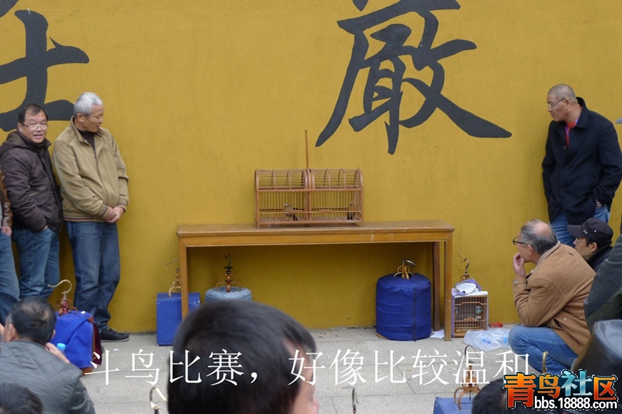鸟会图片51.jpg