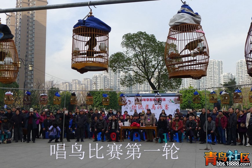 鸟会图片43.jpg