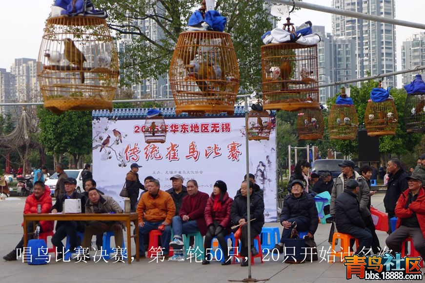 鸟会图片55.jpg
