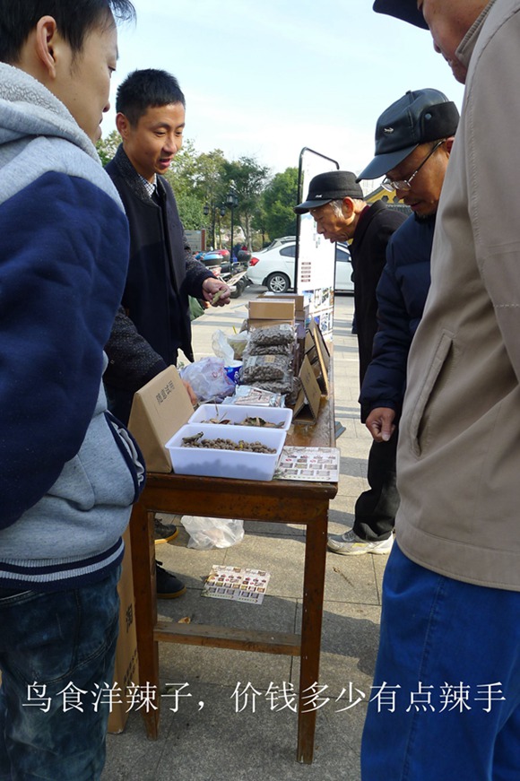 鸟会图片34.jpg