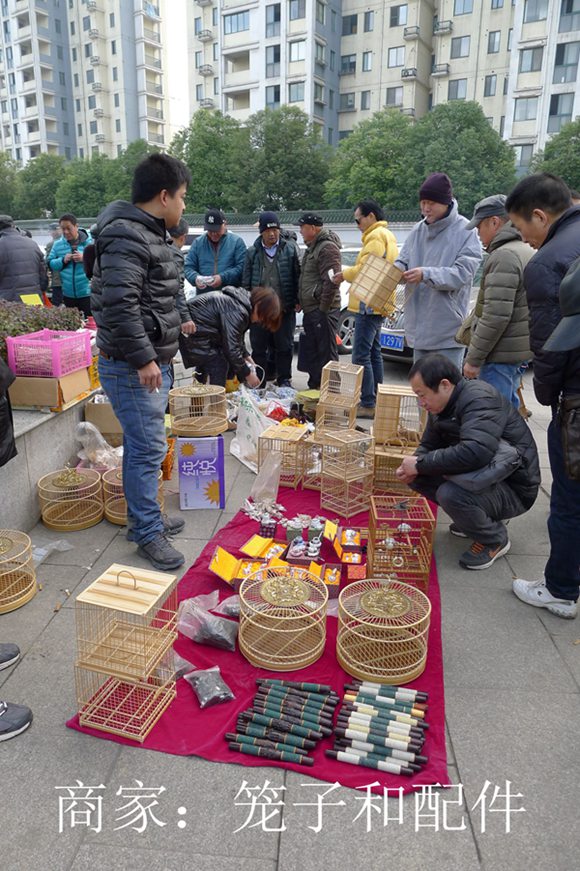 鸟会图片23.jpg