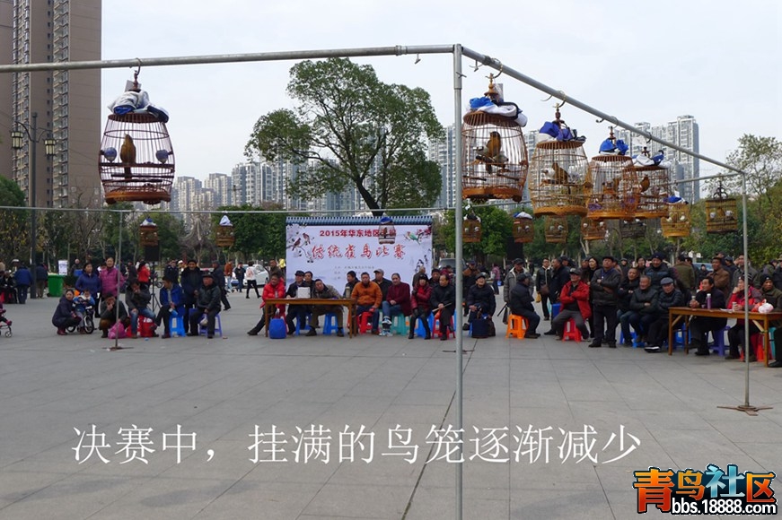 鸟会图片56.jpg